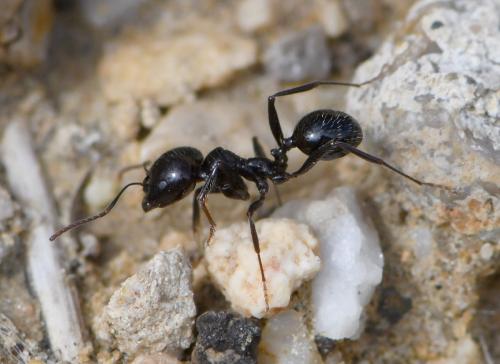 Réf. 249 104 : Messor sp.